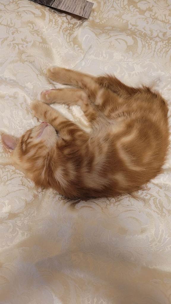 Available Beautiful ginger girl is  looking for their forever families 