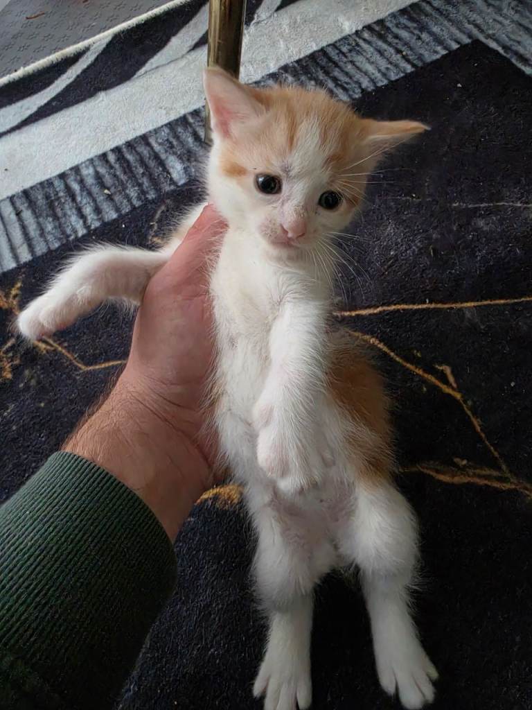 Beautiful Mixed-Breed Kittens – 9 Weeks Old 