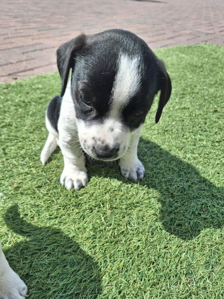Jack Russells pups 