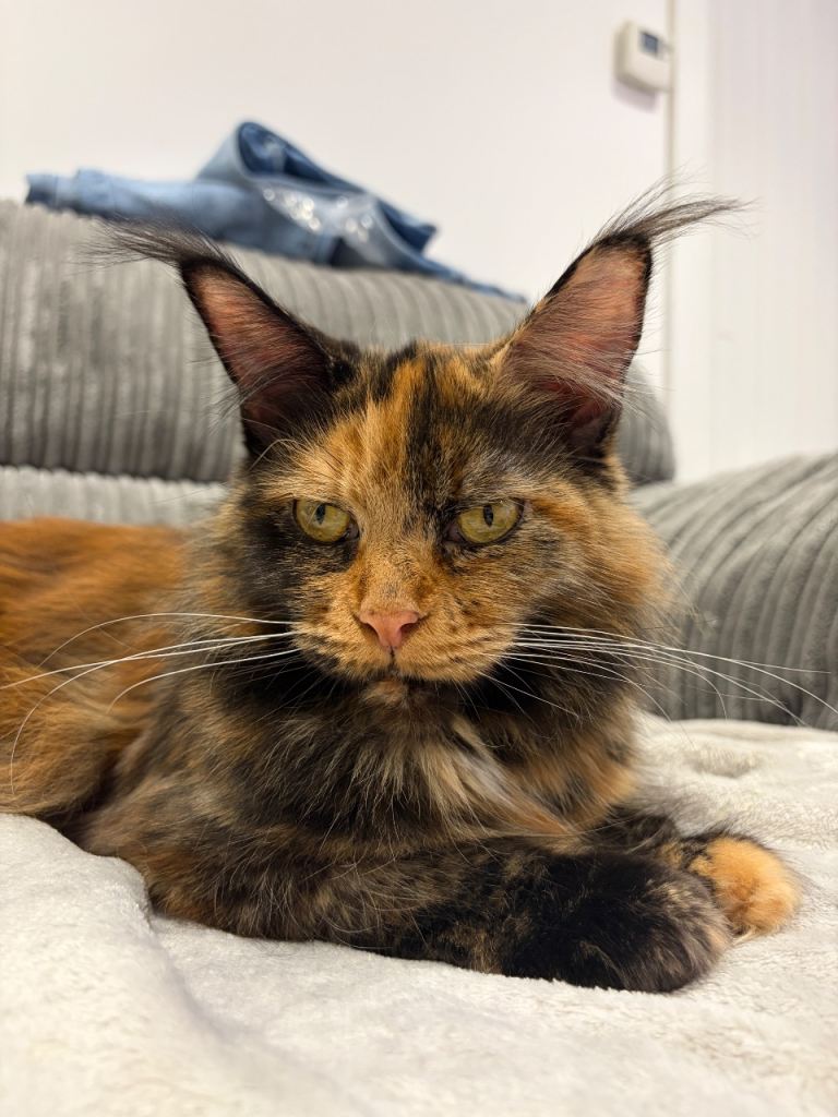 Mainecoon female kitten (mum pictured)