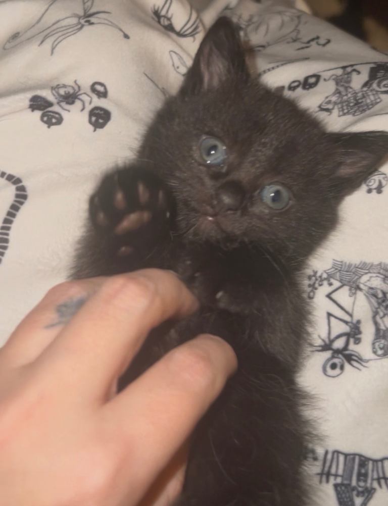 Kittens nearly ready for their forever home 