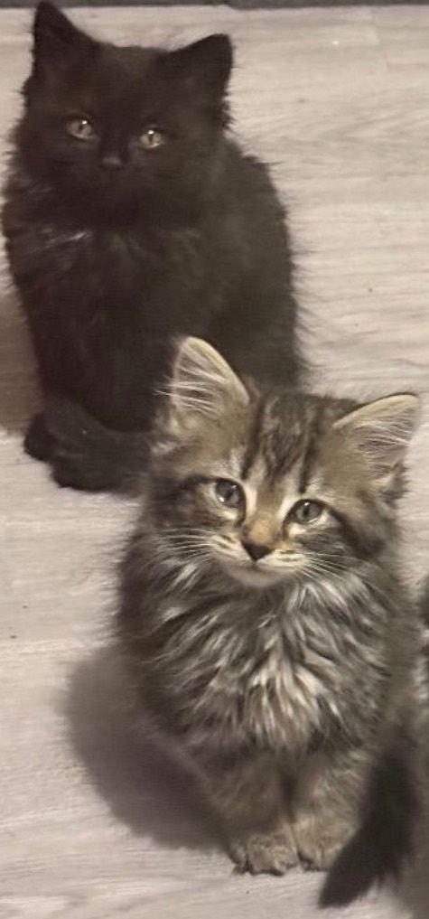 British Shorthair Mixed kittens for sale