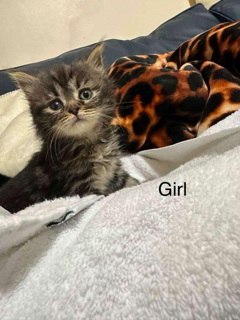 6 kittens