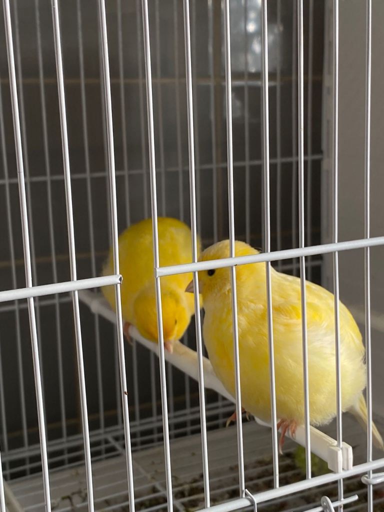 Fife canaries for sale