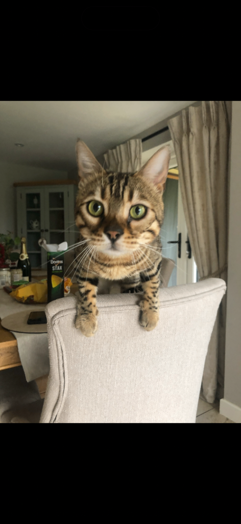 8-Year-Old Male Bengal Looking for His New Home 🐾