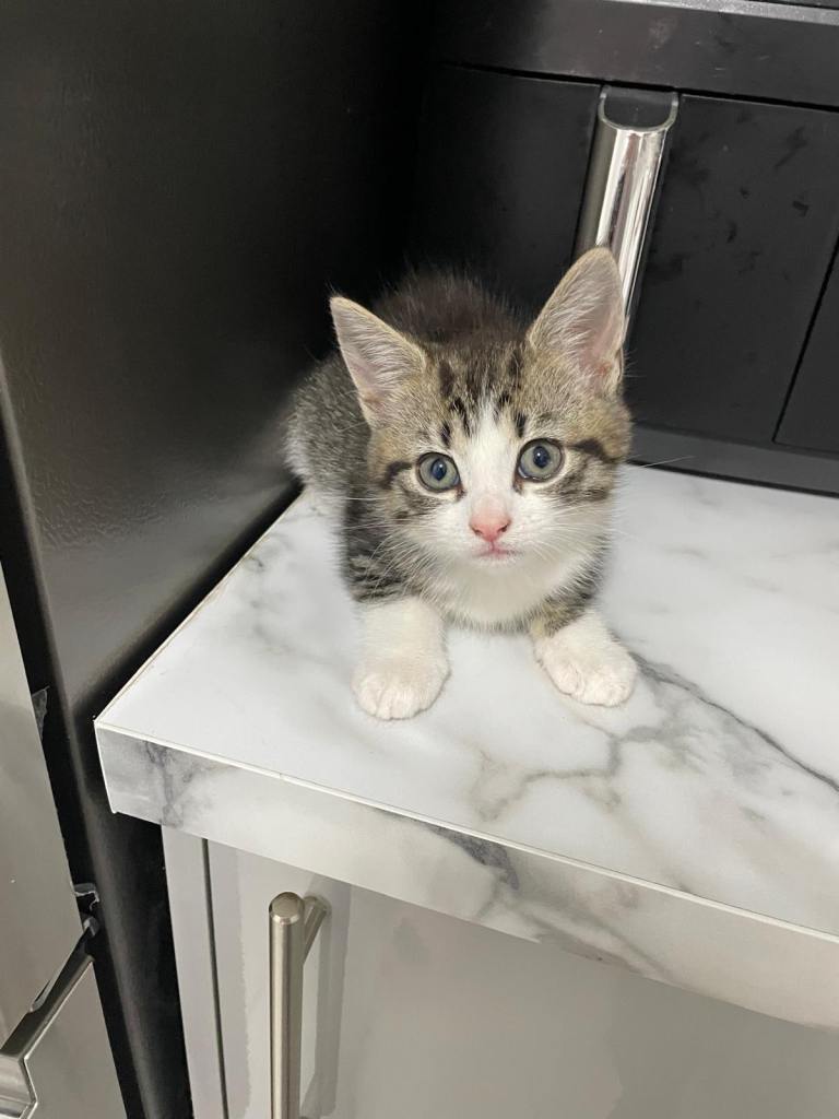 1 girl 1 boy kittens avaialbe 