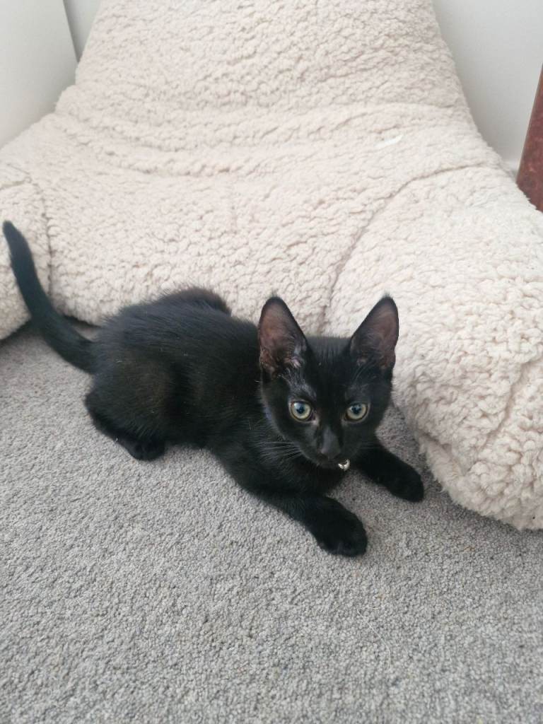 Adorable all black male moggy kitten looking for his forever home.