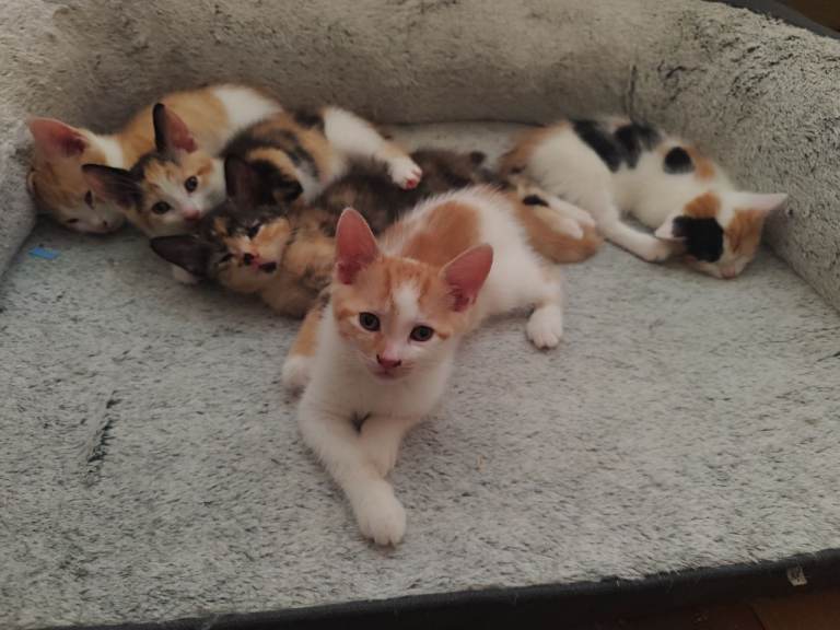 5 kittens 