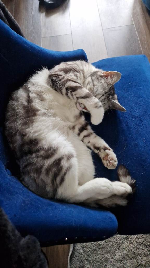 Beautiful cat for sale 