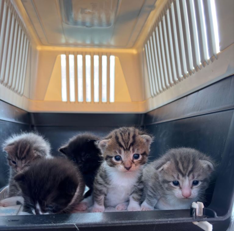 Shorthair kittens