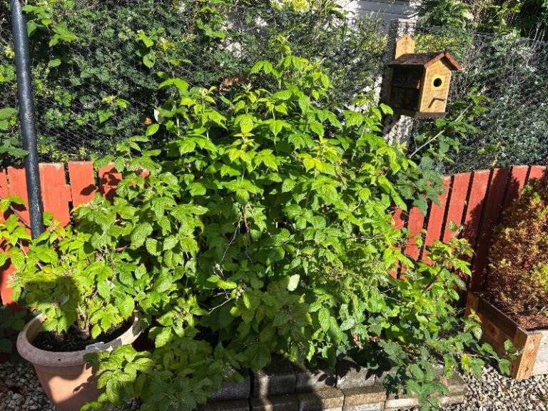 Raspberry bush free