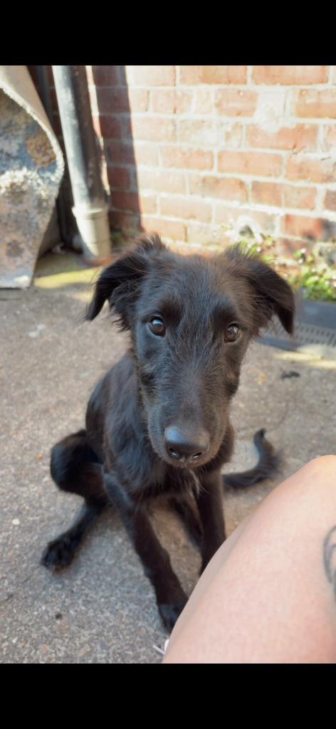 5 month Scottish deer hound x collie