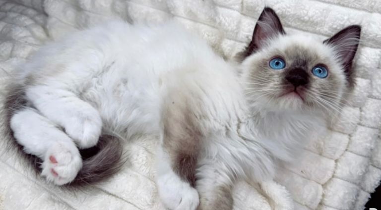 3 month ragdoll 