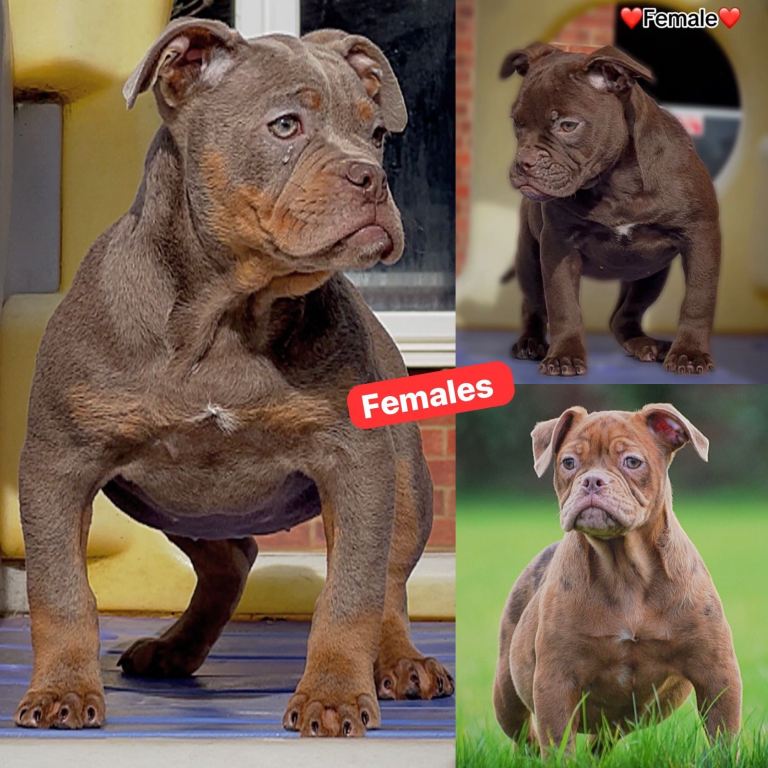 Olde English bulldog, Old Tyme bulldog, bulldog