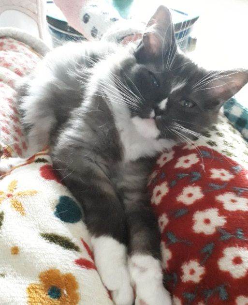 Maincoon x Ragdoll  (Ragcoon)