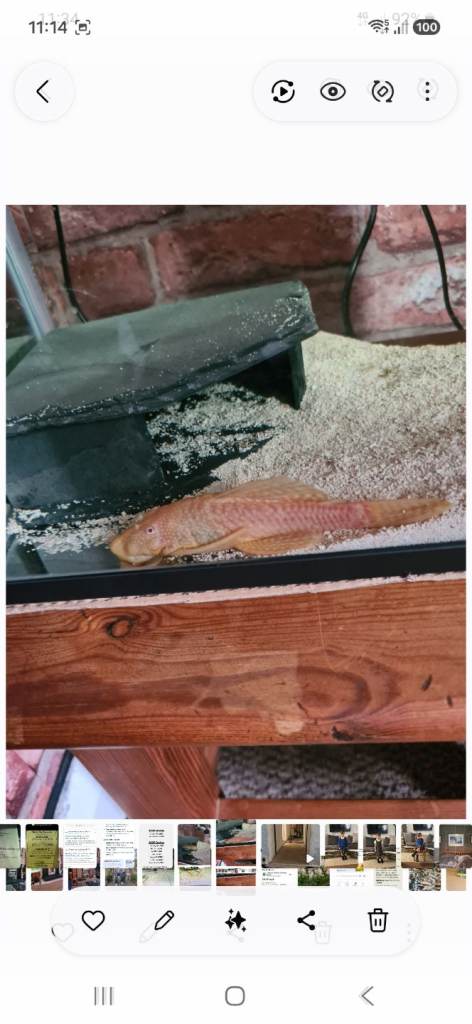 GOLDEN BRISTLENOSE CATFISH 