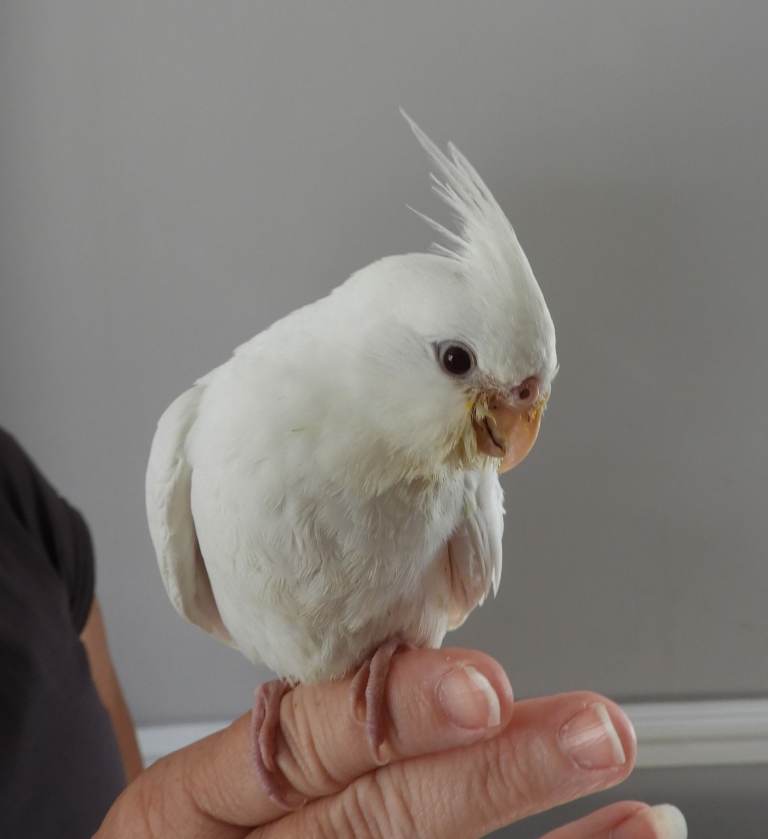 Hand Reared    Cockatiels