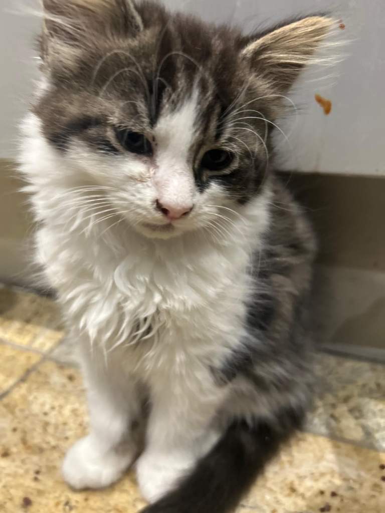 3xFriendly adorable kitten looking for rehome.