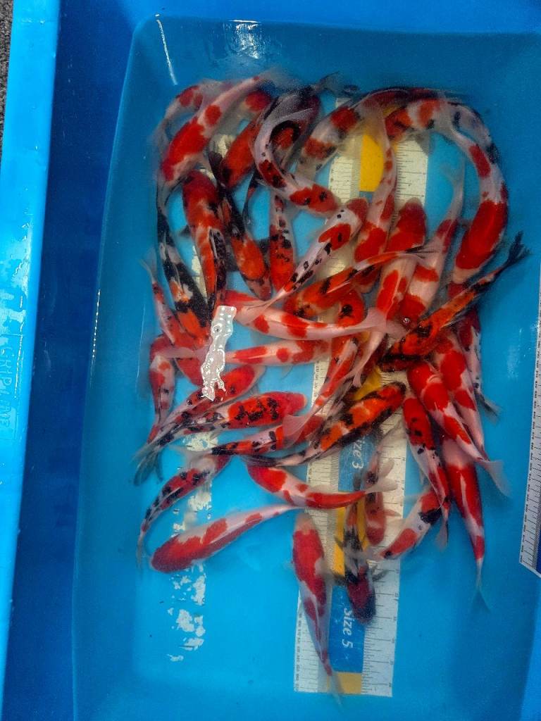 Koi high quality Japanese fish 7-10 inch
