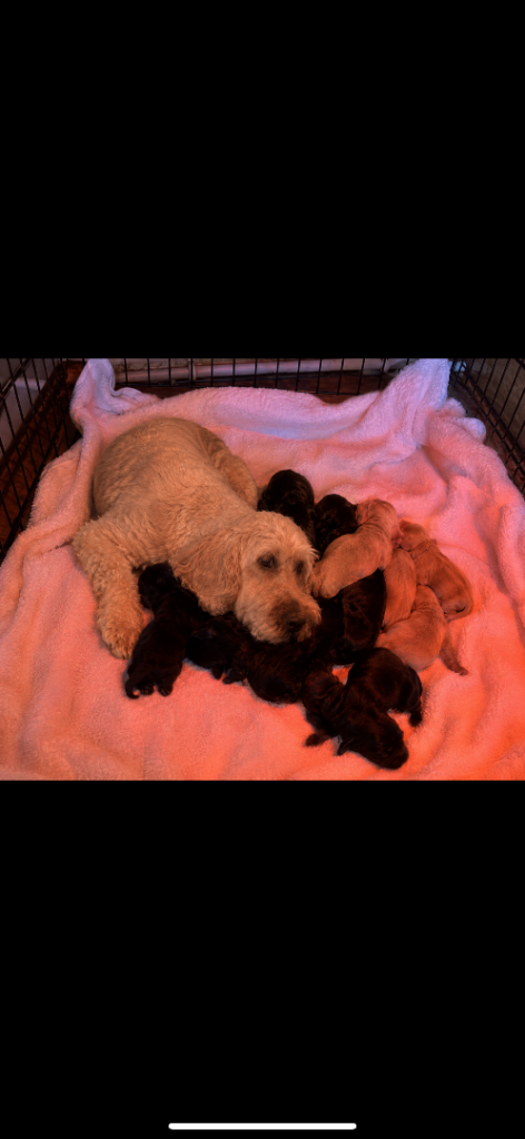 Cockatoo puppies
