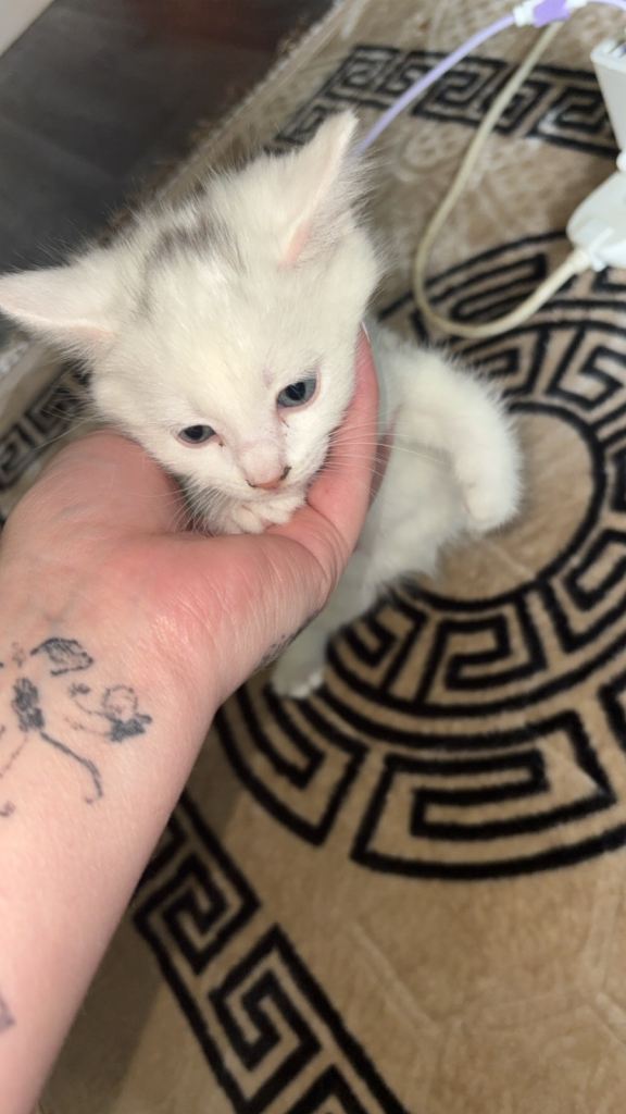 Kitten 