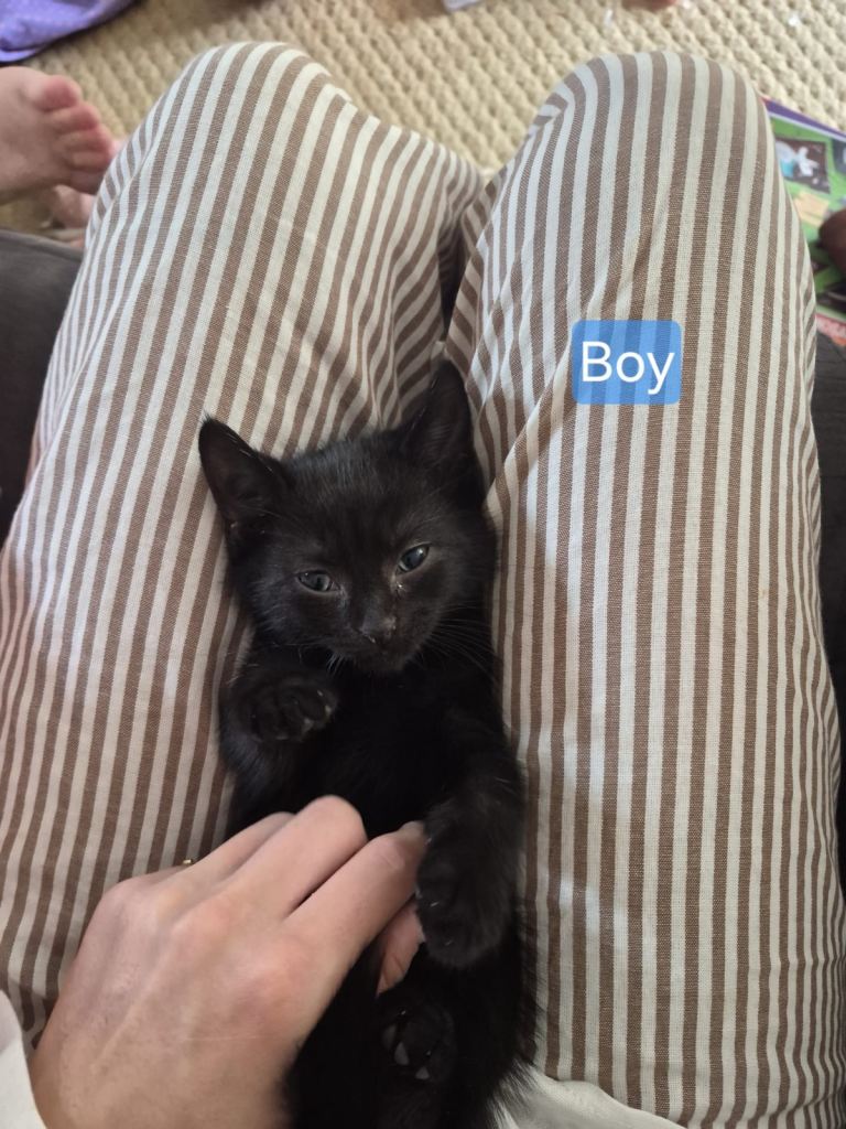 Last male kitten awaiting his forever home 