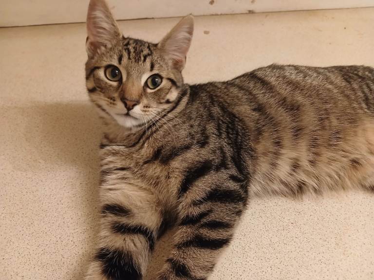 5 Male Kittens Looking for New Homes