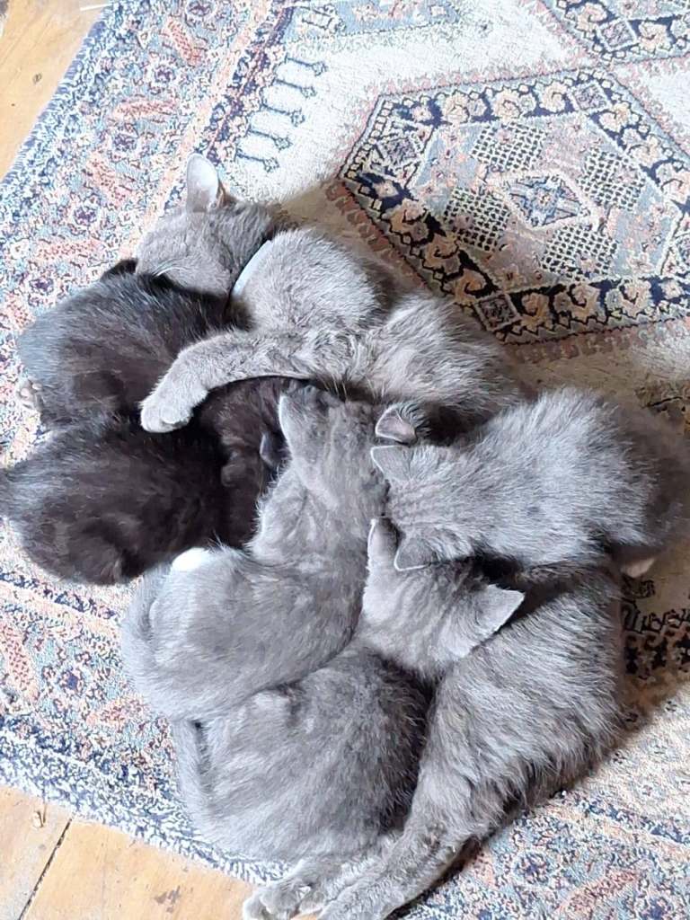 3 beautiful kittens looking for a forever home