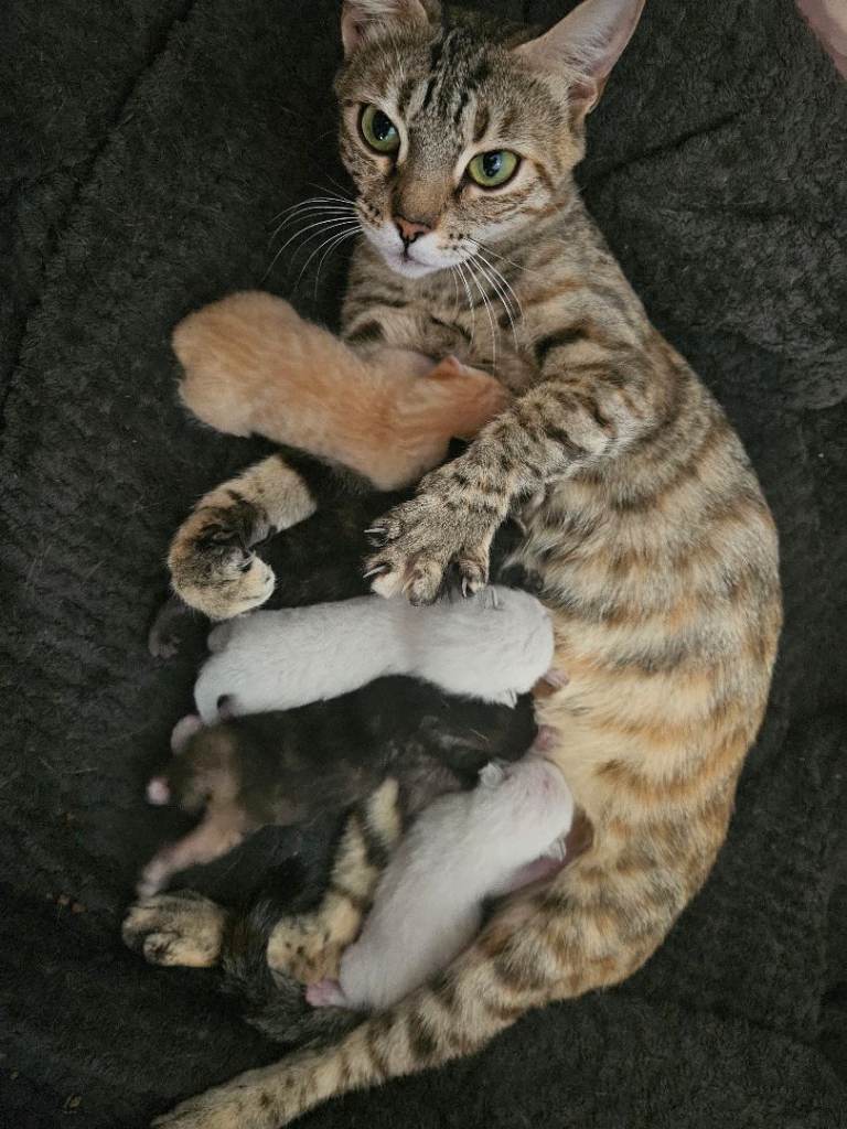 Bengal cross kittens for sale