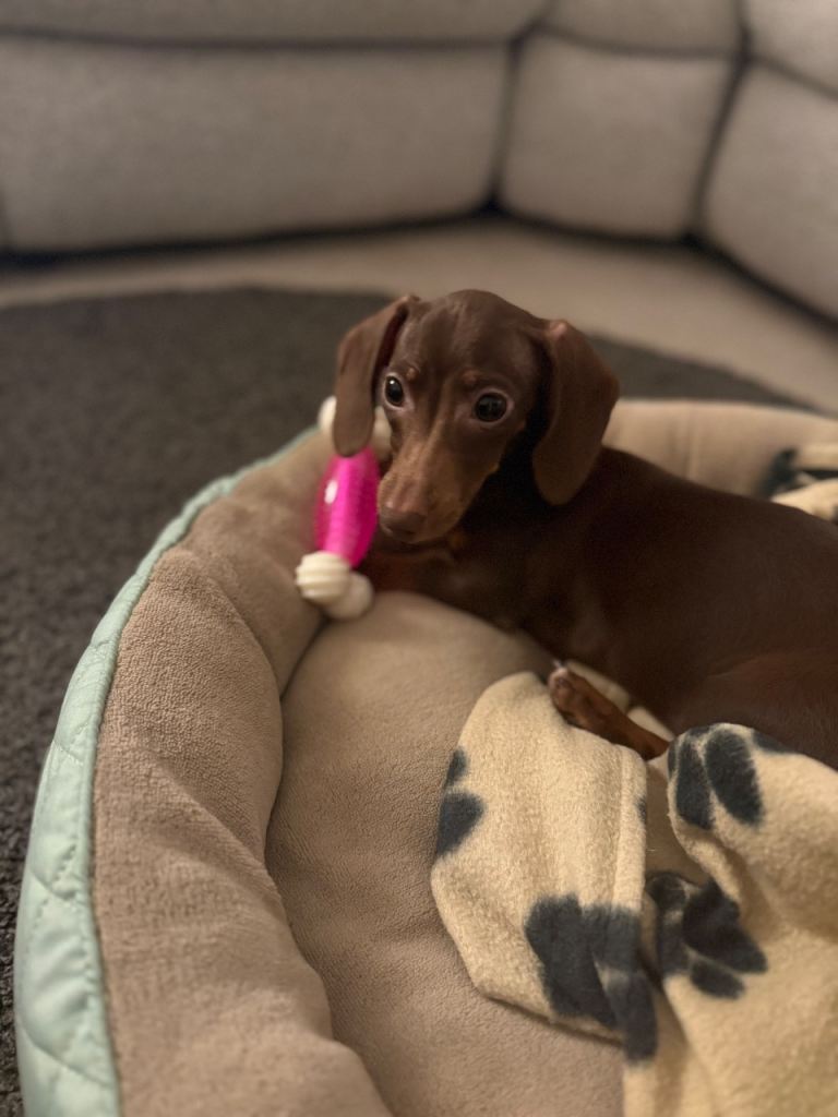 Mini Duchshund Puppy