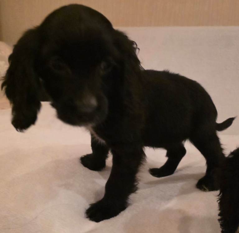 Cocker spaniel puppies 