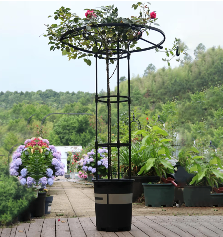 Climbing Rose on Metal Umbrella RRP £189.99