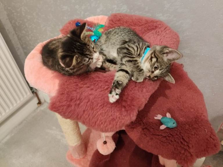 ABSOLUTELY GORGEOUS KITTEN 8 WEEKS OLD 