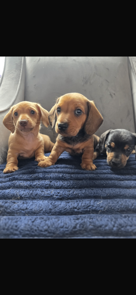 Miniature Dachshund