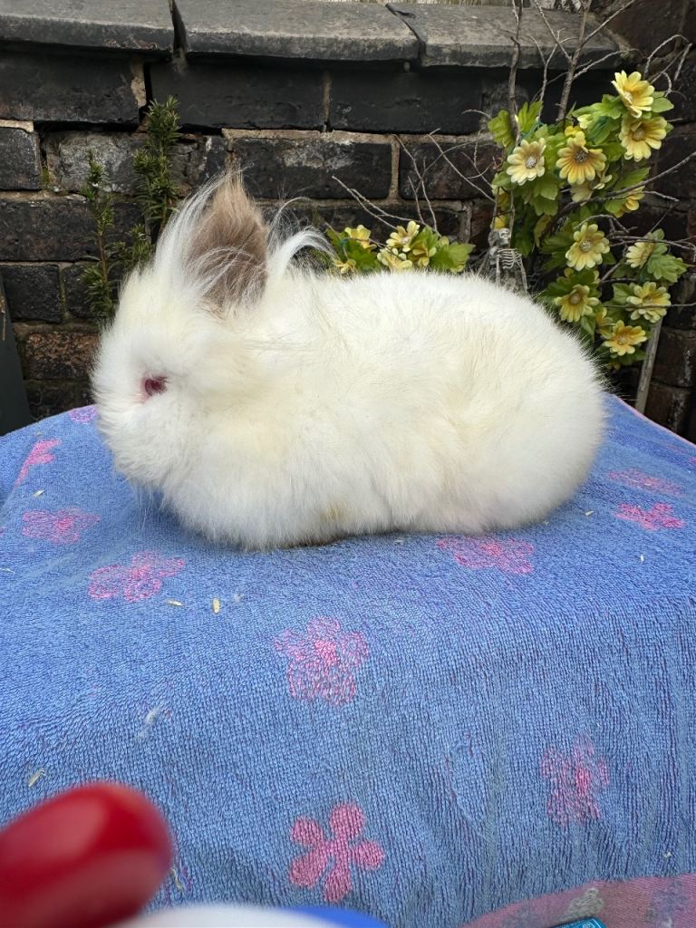 Lionhead Rabbits 
