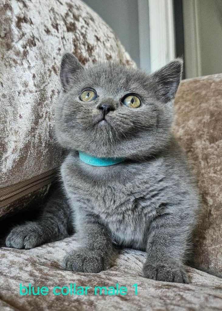 3 pedigree british blue shorthairs kittens 
