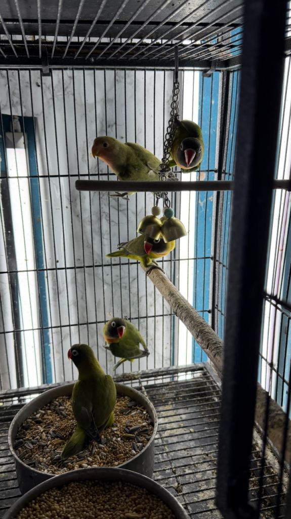 Cockatiels Glasgow 
