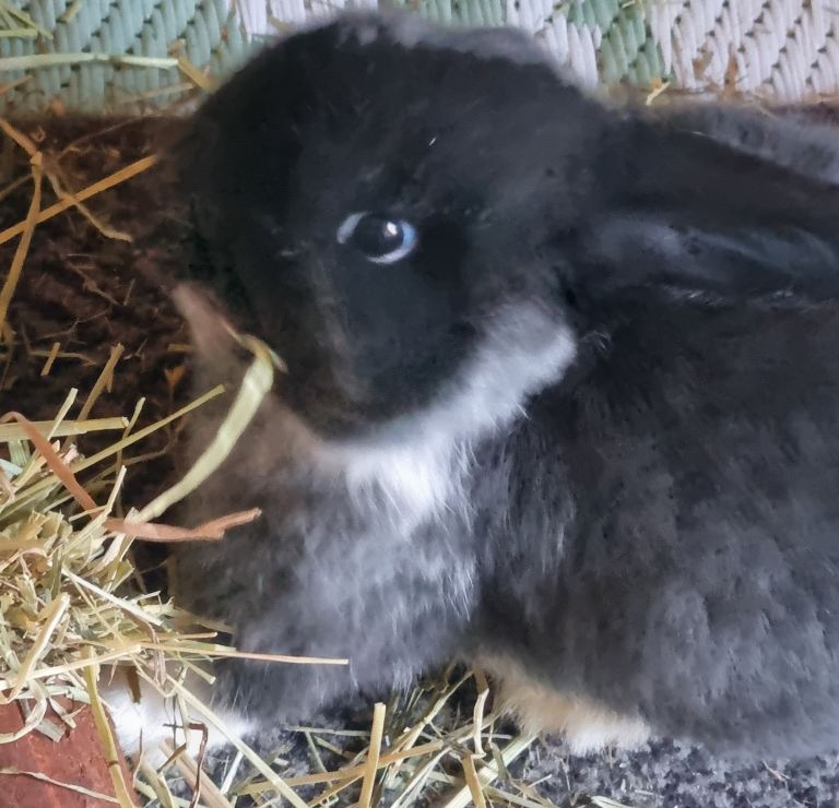 READY NOW purebred baby mini lop BOY