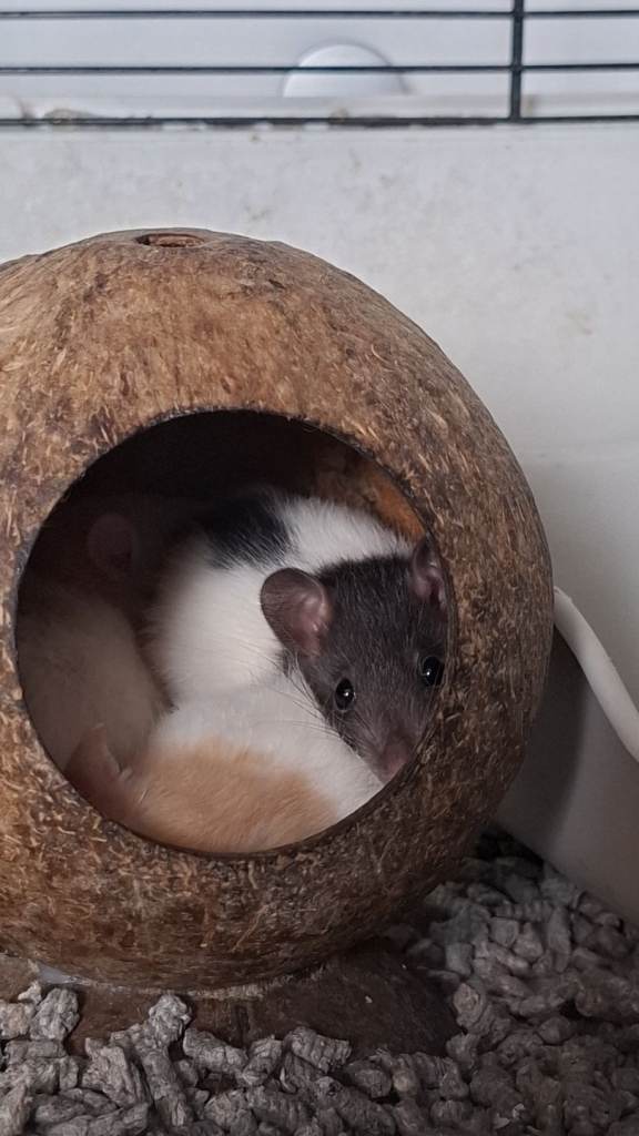 3 rat babies females