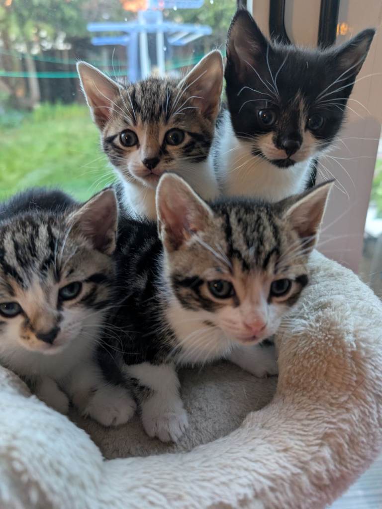 Kittens for Sale 6 weeks old, Ready to Leave in 2 weeks   weeks 