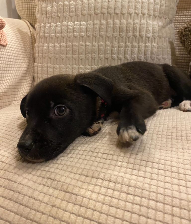 German Shepard x American bulldog 