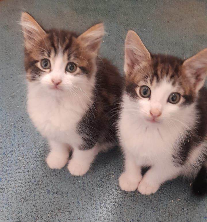ADORABLE KITTENS FOR SALE