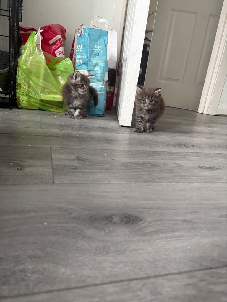 2 female Maine coon kittens