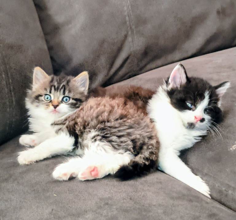 Kittens 