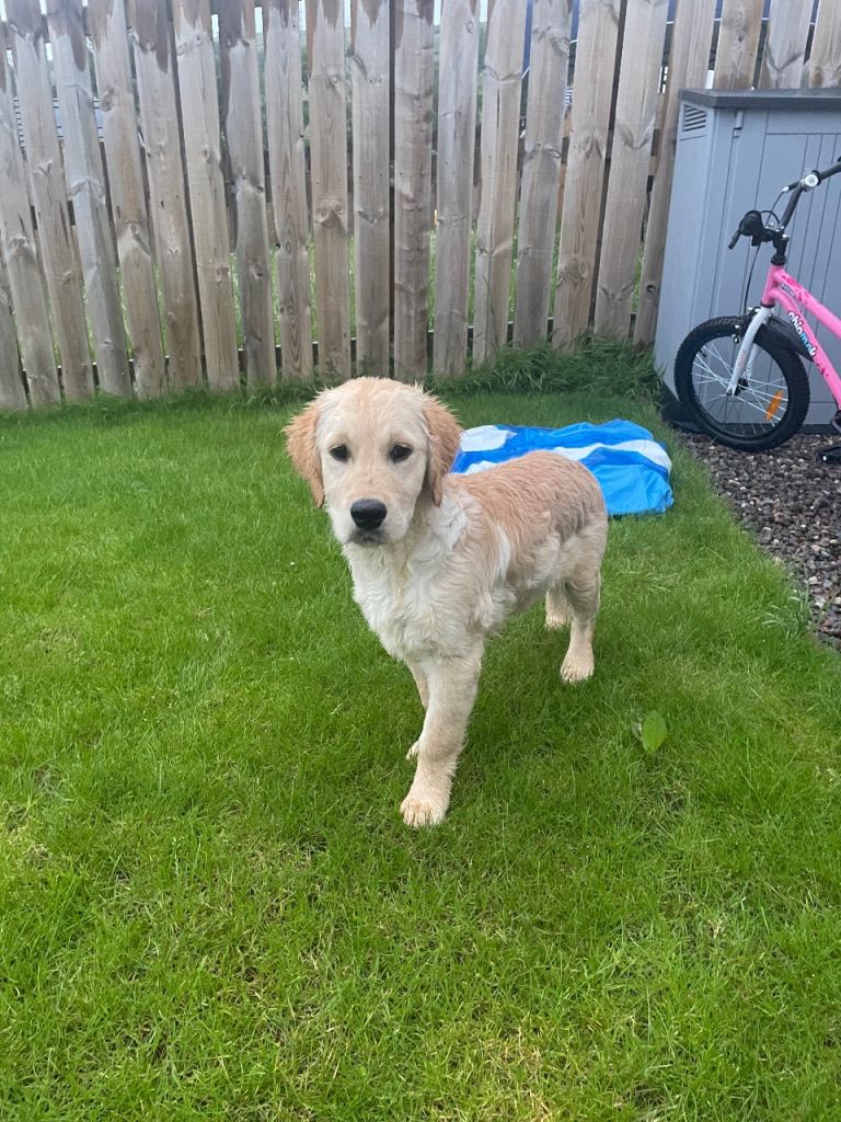 Girl golden retriever 