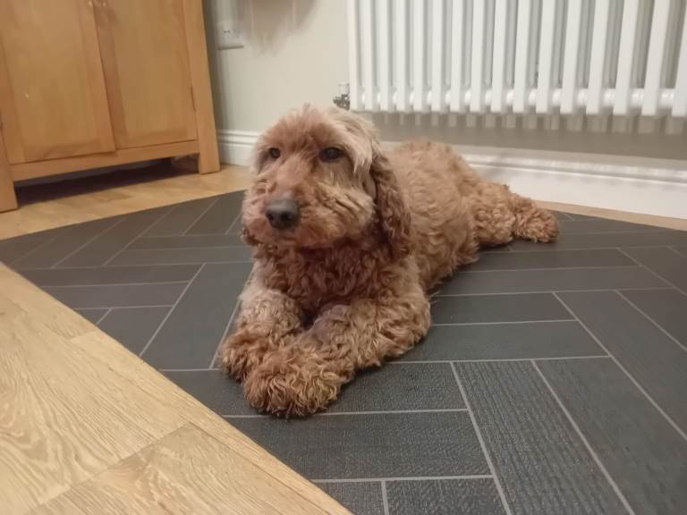 Beautiful Adult Cockapoo
