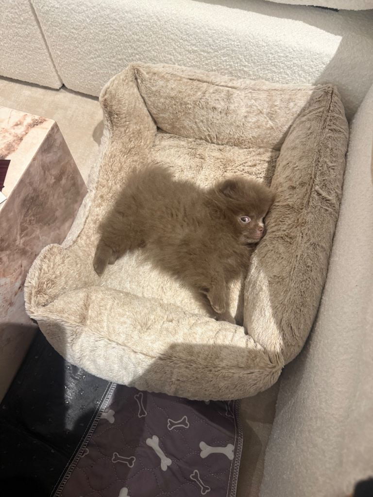 Lilac/brown Pomeranian puppy for sale 