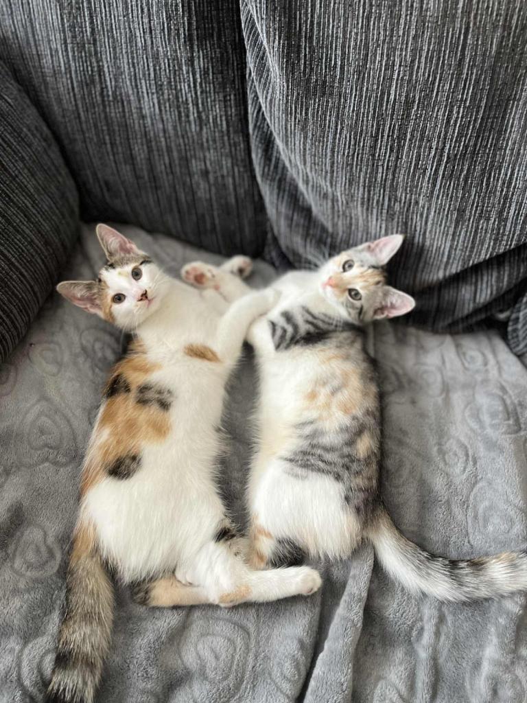 Female sisters