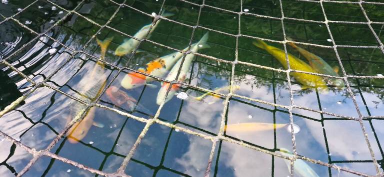 All Japanese Koi, 2 Sturgeons, 1800L holding tank, filters, Uv light, pumps for sale 