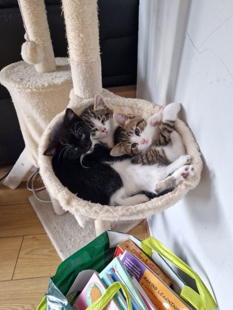 3 kittens for sale 2x boy 1 x girl